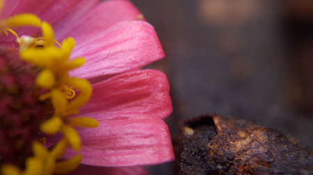 Common zinnia in macro mode, look beautiful pistil and flower petals that are beautiful and detailed...