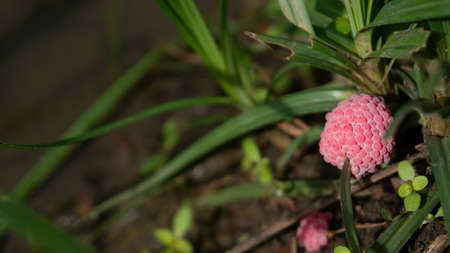 Pomacea canaliculata egg masses are typically laid on emergent vegetation over freshwater bodies of...