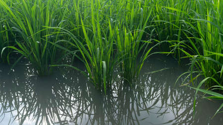 Rice plants with enough water, entering the harvest season, water needs must be maintained so that the roots of rice become strong so that they are not easily knocked down by the windの写真素材