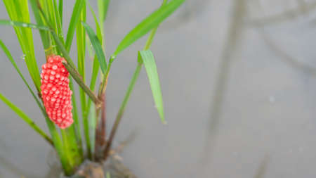 Pomacea canaliculata egg masses are typically laid on emergent vegetation over freshwater bodies of water. The egg masses of Pomacea canaliculata are a bright pink or orange in color.の写真素材