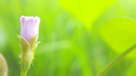 Un blooming flower buds with a beautiful pink color against a smooth bokeh background.