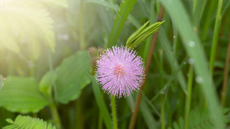Mimosa pudica flowers, with a beautiful pink color, grow in the springの写真素材