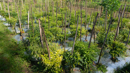 Chili cultivation, one of agriculture with good business value. Looks fertile with maximum care