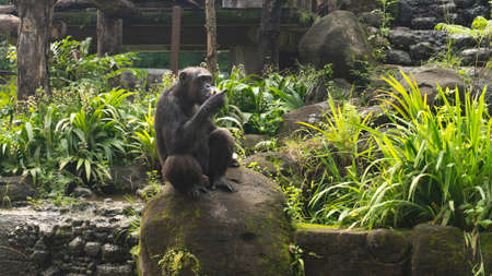 The chimpanzee (Pan troglodytes), also known as the common chimpanzee, robust chimpanzee, or simply...