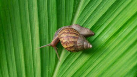 Achatina fulica, land snails belonging to the Achatinidae tribe. Originally from East Africa and...