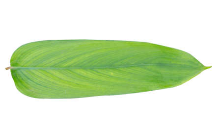 Turmeric leaves, one of the medicinal plants to treat inflammation, flatulence, pain during...