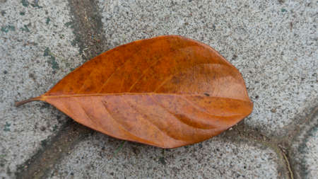 Dried jackfruit leaves that fall on the paving floor. Season changes are happening when a pandemic occursの写真素材