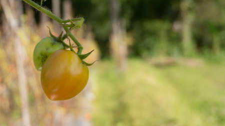 Tomato vegetable in the farmer's plantation, entering the harvest season. One of the fruits that comes into the vegetable family.の写真素材