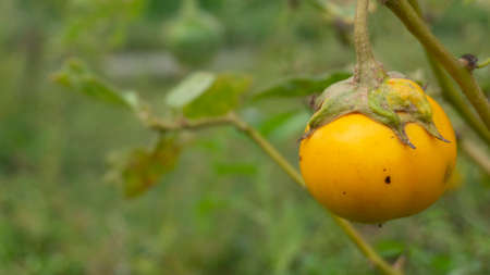 Solanum plants melongena other variants, with rounded shapes and different flavors, usually used as fresh vegetables in Indonesiaの写真素材