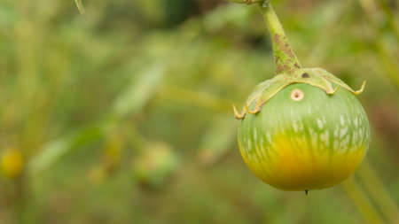 Solanum plants melongena other variants, with rounded shapes and different flavors, usually used as fresh vegetables in Indonesiaの写真素材