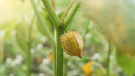 Physalis angulata, a fruit with the efficacy of treating various diseases such as diabetes and...