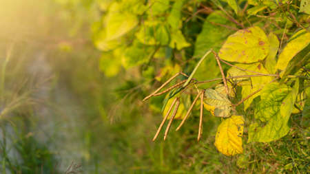 Green bean plants, one of the plants with high vegetable protein content to support daily nutritional needs. Also usually used as a mixture of milk to provide better benefitsの写真素材