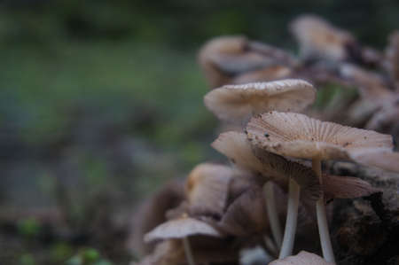 Wood mushroom, a plant that usually lives during the rainy season on fallen tree trunks around the houseの写真素材