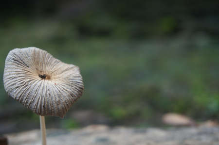 Wood mushroom, a plant that usually lives during the rainy season on fallen tree trunks around the houseの写真素材