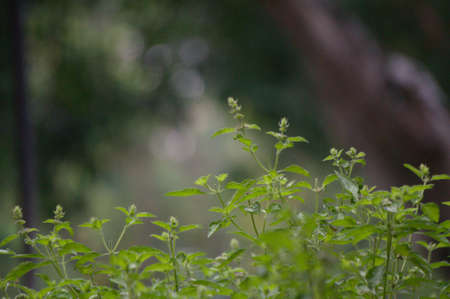 Basil leaves, one of the plants to complement cooking and prevent bad breathの写真素材