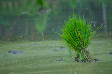 Rice seeds ready for planting. With superior seeds, yields can be maximized