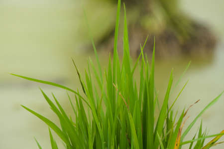 Rice seeds ready for planting. With superior seeds, yields can be maximizedの写真素材