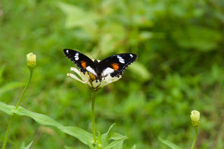 Butterflies with attractive patterns are yellow and brown. An elosystem from nature to mark the...