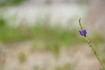 Wild plants with a subtle blur background, suitable for use as wallpaper or graphic resources, quotes and othersの写真素材