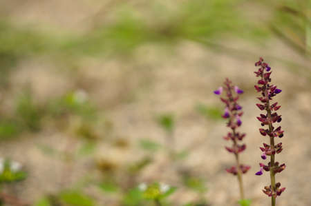 Wild plants with a subtle blur background, suitable for use as wallpaper or graphic resources,...