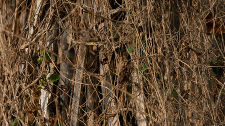 Woven bamboo, retaining the soil of the rice fields so as not to erode. One of the traditional and...