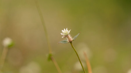 Grass flower on blurred green background. Shallow depth of field.