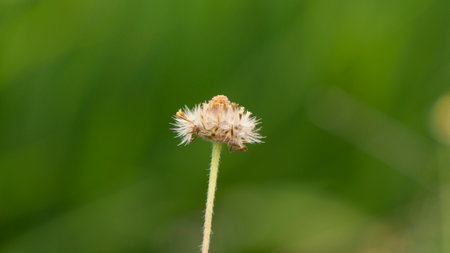 Grass flower in the nature or in the garden at summer.