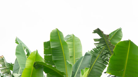 Banana leaves isolated on white background with copy space for text.の写真素材
