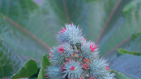 Close up of a chestnut (Castanea sativa) flowerの写真素材