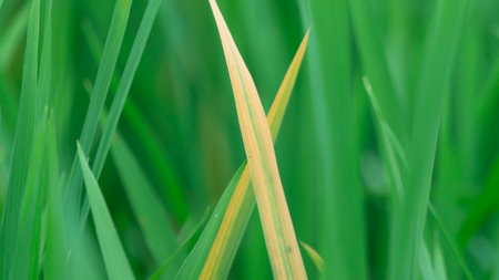 Yellowing of rice leaves due to pest attack. The impact of these pests can cause crop failure or...