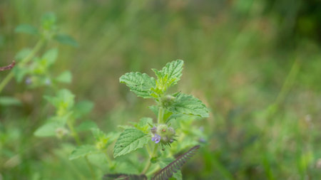 Mint leaves on a blurred background. One of the plants for various herbal treatments for diseasesの写真素材