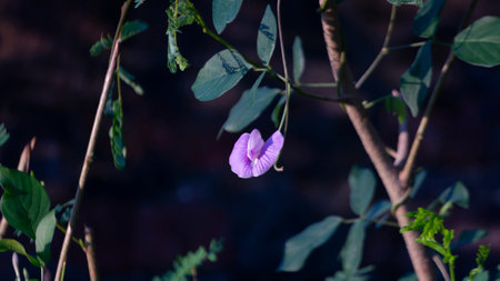 Admire the beauty of the Spurred Butterfly Pea in this captivating image. Its delicate blue petals...