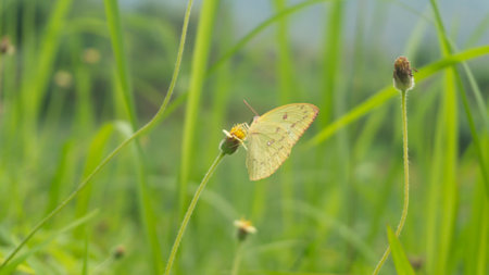 A butterfly gracefully perches on a blade of grass in a serene meadow. The vibrant colors of its wings contrast beautifully with the greenery of the grass.の写真素材
