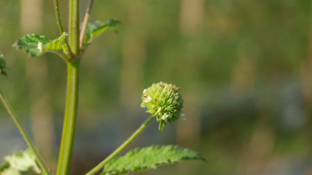 Hyptis brevipes Poit, a herbal plant with benefits for cramps, diarrhea, postpartum, ulcers, and...