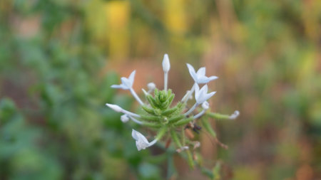 Plumbago zeylanica, also known as Ceylon leadwort, takes center stage. Its delicate, pale blue flowers contrast beautifully against the backdrop of lush green foliageの写真素材