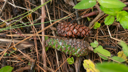 Detailed aerial view of an autumn forest floor, showcasing a dense layer of fallen pine cones, dry...