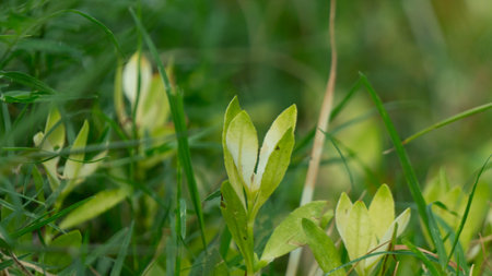 Close-up of vibrant light green new leaves emerging from rich green grass, symbolizing fresh growth, nature's beauty, and spring. Perfect for environmental and wellness themes.の写真素材