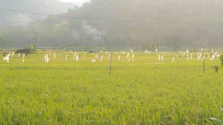 Expansive vibrant green rice fields dotted with traditional bird deterrents under a hazy sky with distant mountains and a small hut. Captures rural agricultural life.の写真素材