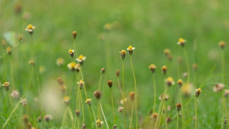 Close-up of wildflowers in a meadow with a soft, blurred green background. Emphasizes natural beauty...
