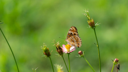 A vibrant orange and black butterfly rests on a delicate white wildflower against a soft green bokeh background. Capturing nature's serenity.の写真素材