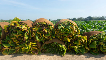 Green leaf, showcasing its intricate vein patterns and rich texture. Ideal for enthusiasts seeking the best raw materials for crafting high-quality products.の写真素材