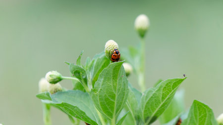 A serene macro shot of a vibrant red ladybug perched delicately on a white flower bud amidst lush green leaves, with a soft, blurred background.の写真素材