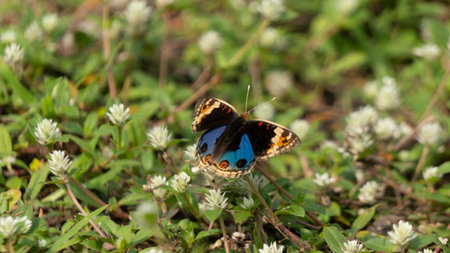 A vibrant orange and black butterfly rests on a delicate white wildflower against a soft green bokeh background. Capturing nature's serenity.の写真素材