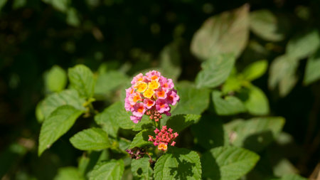 Close-up of vibrant pink and orange Lantana flowers with lush green leaves, bathed in natural...