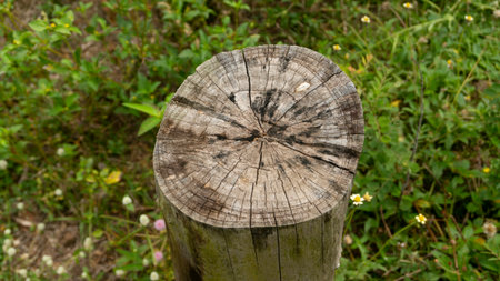 Close-up, top-down shot of a weathered tree stump revealing intricate growth rings and natural textures. Set against a blurred background of vibrant green foliage and small wildflowers, ideal for nature, forestry, or rustic design themes.の写真素材