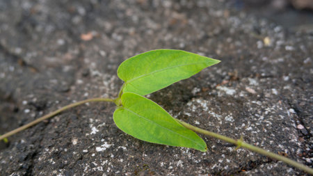 Close-up of vibrant green heart-shaped leaves on a thin vine, contrasting with a dark, rugged stone...