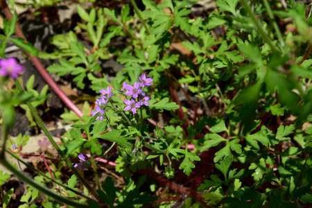 Flower carpet, wildflowers, flowering mood, fragrances field, the strength of the spring.