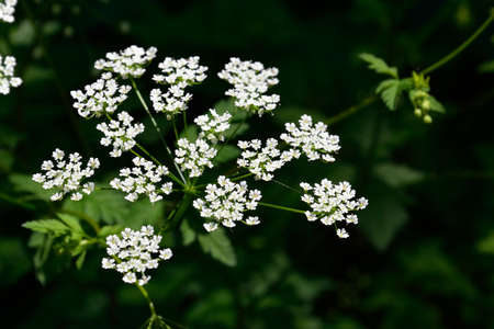 Flower carpet wildflowers flowering mood fragrances field the strength of the spring.