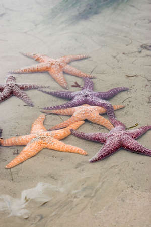 Photo of colorful starfish at Point Dume in California.の写真素材