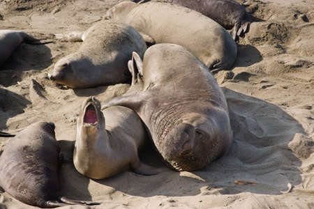 Behavior of sea lions during mating season.の写真素材